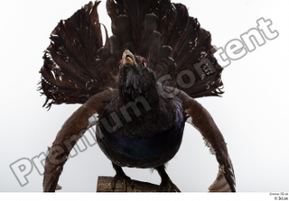 Western capercaillie whole body 0004.jpg